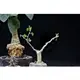 酉5pm 索馬利亞樹葫蘆 Corallocarpus glomeruliflorus 實生苗 塊根植物 多肉植物