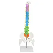 Colored Life Size Anatomical Human Skeleton Spine Model With Pelvis Femur 45cm