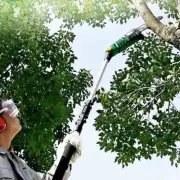 Tree Pruning High Branch Scissors Electric Multifunctional Fruit Picker 600W