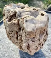 UNBELIEVABLE* 16# Druzy Chalcedony Adorned Fossil Reef Rock~Outstanding Specimen