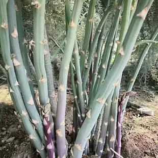 🔥蘆筍根苗🔥綠色蘆筍紫色水果蘆筍根莖多年生苗四季種植 多年生老菜苗 種一次吃一世 多次採收