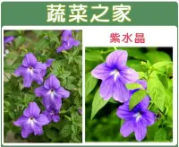 在飛比找Yahoo!奇摩拍賣優惠-【蔬菜之家滿額免運00H18】大包裝.紫水晶花卉種子0.2克