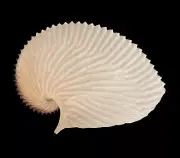Sea shells Argonauta argo 117mm. Aquarium Decoration Products