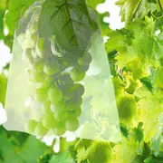 Fruit Protection Bag Net Bags - 100 Pack - Grape Bunch Protection Against Birds and Insects - Wasps, Hornets - 30 x 20 cm - Starlight