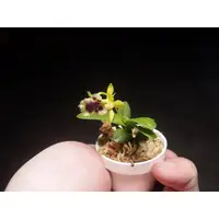 在飛比找蝦皮購物優惠-(柯比植物)迷你蘭花  台灣香蘭  開花超香迷你蘭花 (蝴蝶