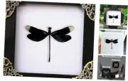 Real Framed Black Dragonfly Damselfly Beetle Dead Dried Shadow Box White Frame