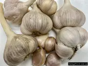 Buy Purple Garlic - Picone Plants (Allium Sativum var. ophioscorodon)