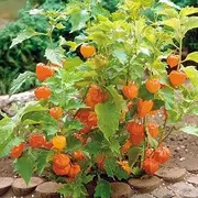 Cape Gooseberry Dwarf 15+ Seeds Vegetable Garden Golden Fruit jam Cake