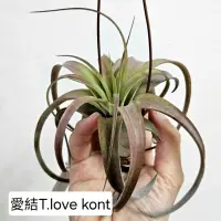 在飛比找蝦皮購物優惠-〔鳳梨草手〕空氣鳳梨-愛結Love Kont，卡比他他×電捲