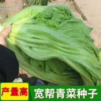 在飛比找蝦皮購物優惠-現貨、種子 寬幫青菜種子腌漬泡菜酸菜腌菜四川芥菜中熟大葉高產