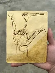 dinosaur fossil replica