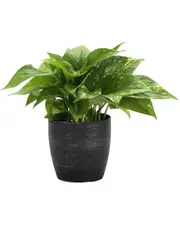 Thorsen's Greenhouse Golden Pothos in Small Brushed Silver Pot