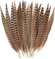 RINGNECK PHEASANT TAIL FEATHERS - 2 pc. Pair - Fly Tying Materials - 11-12 inch