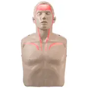 BRAYDEN Pulse CPR Manikin (With Lights)