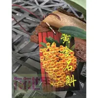 在飛比找蝦皮購物優惠-花花世界_蘭花植物**黃金石斛蘭(樹皮板)**-聚石斛-錢幣