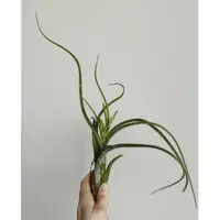 在飛比找蝦皮購物優惠-【埔茂花市】✦女王頭Tillandsia caput med