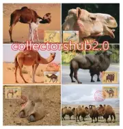 LIBYA 1996 Camels (6 maximum-cards)