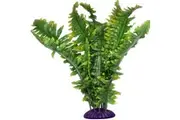 Komodo Boston Fern 25cm