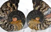 9804 RARE 1in100 BLACK Ammonite PAIR Deep Crystals 110myo FOSSIL LRG 133mm 5.2"