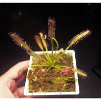 在飛比找蝦皮購物優惠-<美心花園>食蟲植物 Drosera capensis 好望