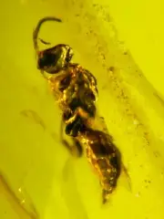 Fossil amber Insect burmite Burmese Cretaceous Bee Beetle Insect Myanmar