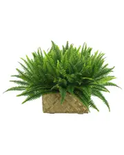 Creative Displays Fern Basket Arrangement