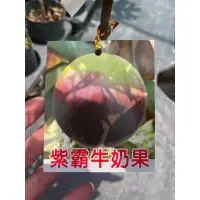 在飛比找蝦皮購物優惠-★綠霖園藝★紫霸牛奶果 嫁接苗 高度70公分 水果樹苗/新興