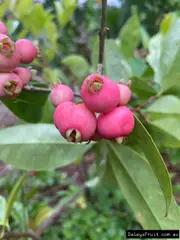 Buy Lilly Pilly - Rain Cherry Shrub in Australia - Syzygium fibrosum