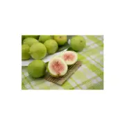 GREEN BAMBOO & FIG Fragrance Oil for making Candles, Soaps, Wax Melts etc.