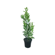 250mm Bay Tree - Laurus nobilis - Miles Choice