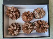 Natural Real Pine Cones 6 pieces for $38.00