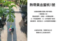 在飛比找Yahoo!奇摩拍賣優惠-心栽花坊-熱帶黃金蜜桃1號/4吋/水蜜桃品種/嫁接苗/水果苗