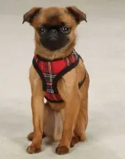 Tartan Plaid Dog Soft Harness Red East Side Collection Holiday Tartan XS-L NEW