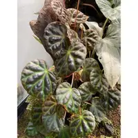 在飛比找蝦皮購物優惠-蔓性交種秋海棠 begonia sp （Begonia dr