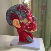 Human Half-Head Skeleton Model with Cervical Vessels Nerves Arteries For Studies