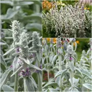 Lamb's Ear - Deep Rose seeds