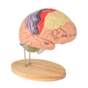 Human Brain Model Brain Model Brain Functional Partitioning +Study Guide U2U8