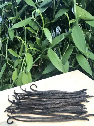 台灣本地種植 有機香草莢 香莢蘭果莢 取得有機標章 榮獲 iTQi 比利時風味絕佳獎(3支／25g／50g／100g／500g), Taiwanl vanilla bean with Taiwan organic certification and Japan JAS organic certification (equivalence agreement)