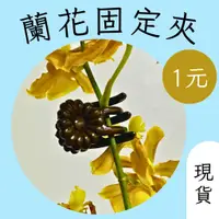 在飛比找蝦皮購物優惠-知雨若泥 蘭花夾 嫁接夾 固定夾 花夾 花架盆栽花盆•螃蟹夾