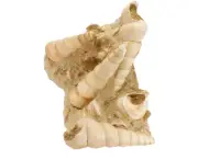 Fossil Turritella Shell from Bordeaux, France (EA4615) marine ocean jurassic