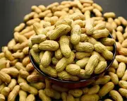 Raw Peanuts|Ground Nuts With Shell|Goober|Pindar|Monkey Nut+Ceylon 100% Natural