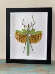 Paracyphocrania major in a Frame