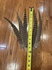 5- Premium Pheasant Tail Feathers 12”-14”