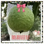 芭樂、帝王&珍珠&紅心粉紅蜜&紅寶石無子紅心,山泉水澆灌🈵️滿維生素、礦物質