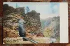 Postcard Sphinx Head Rock and Tunnel Steam Engine Colorado CO Moffat Road K1