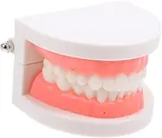 DECORNIJIA Dentals Model Typodont Visible Anatomic Teeth Demonstration for Educational Use for Kindergarten Teaching and Oral Health Learning