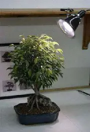 Grow Light Kit - 32 Watt Full Daylight Spectrum (fluorescent grow light 150 w...