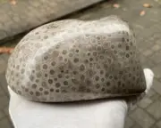 Large Petoskey Stone, About 3/4 Is Highly Polished, 2 Lbs., 11 oz.