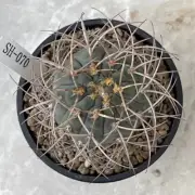 Rare liveSucculent Plant Gymnocalycium cardenasianum F.Ritter Random Own Root