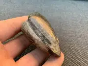Polished Fossil Bivalve Cardinia ?, Jurassic, Whitby, Yorkshire Coast, England.